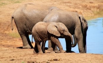 interesting facts about elephants