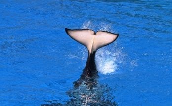 interesting facts about whales