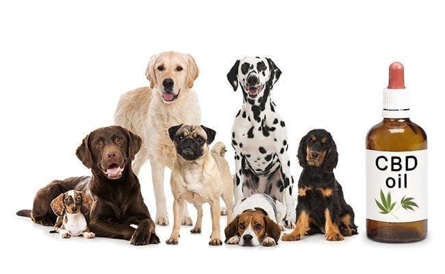 CBD Oil for Dogs