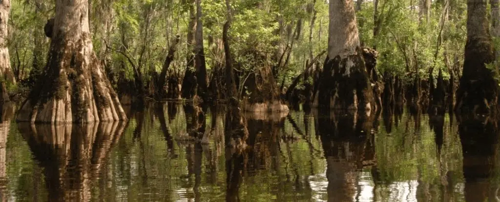 oldest living tree on earth