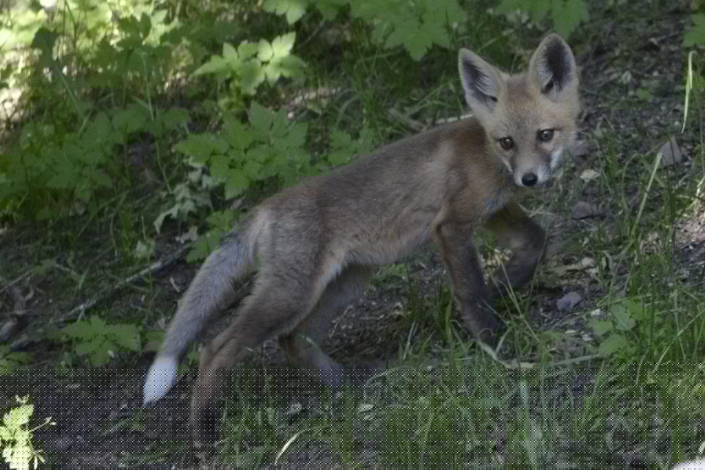 firefox latest version