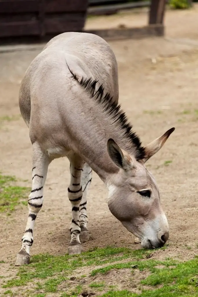 donkey zebra hybrid