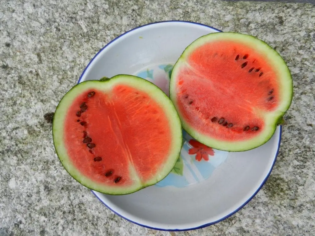 Calories In Watermelon | Watermelon Facts | Gender | Dogs