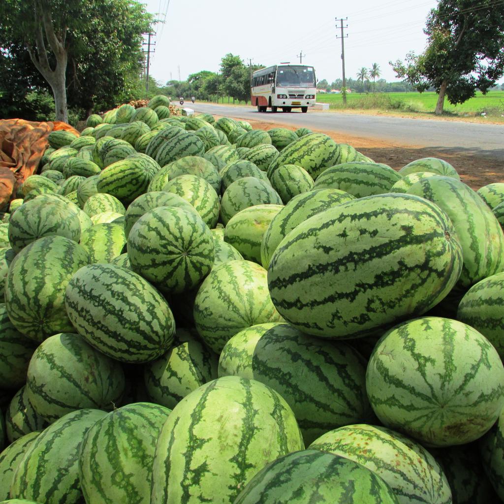 watermelon facts