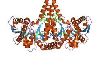 protein engineering codexis stock price