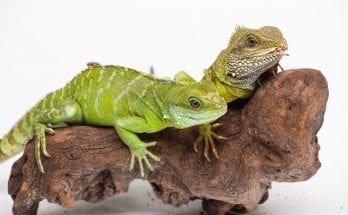 asian water dragon facts