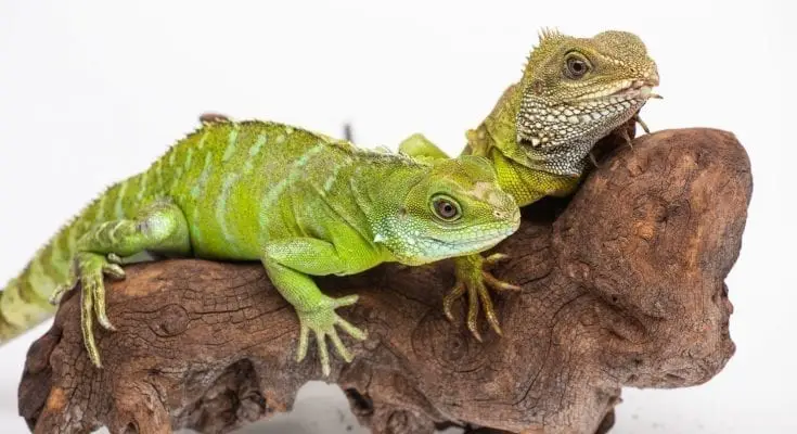 asian water dragon facts