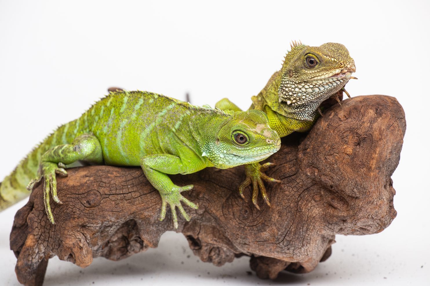 asian water dragon facts