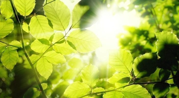 interesting facts about plants
