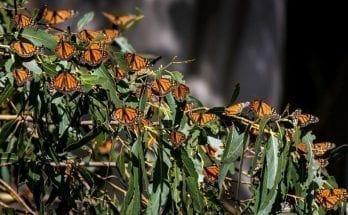 Monarch Butterflies facts