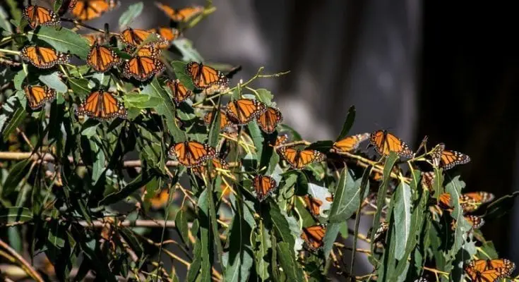 Monarch Butterflies facts