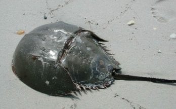 facts about horseshoe crab blood