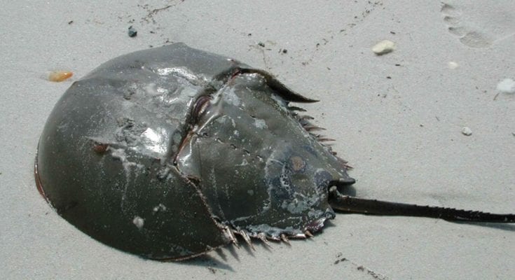 facts about horseshoe crab blood