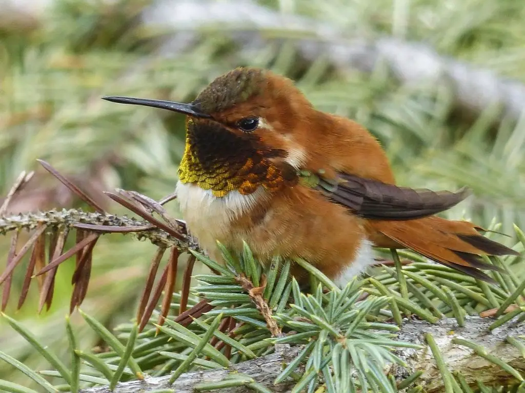 hummingbird facts