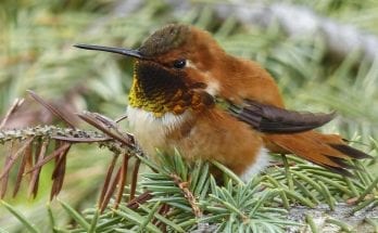 birds that never sleep