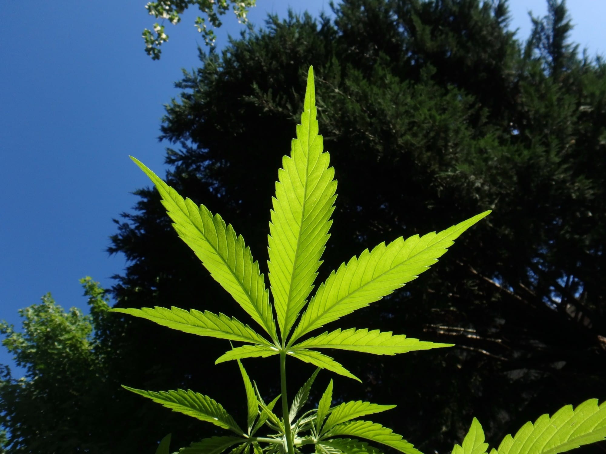 interesting facts about hemp