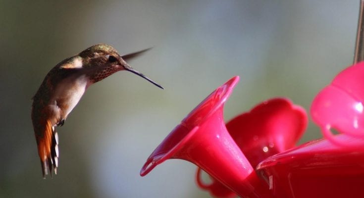 interesting facts about hummingbirds