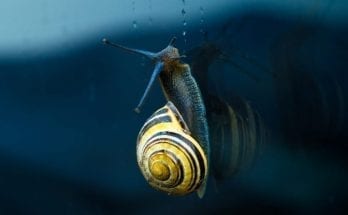 interesting facts about snails