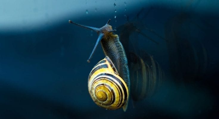 interesting facts about snails