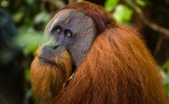 interesting facts about Orangutans