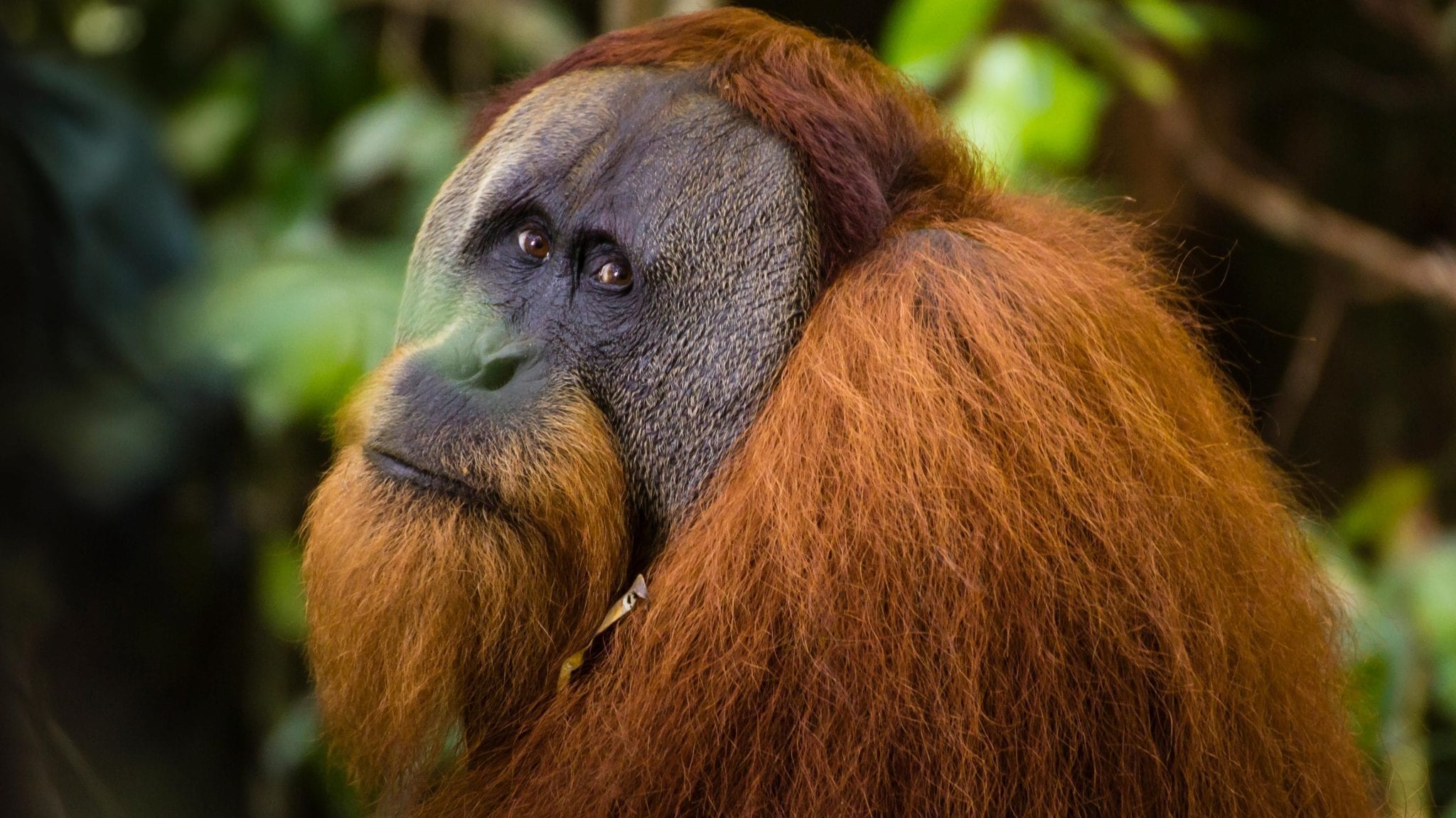 interesting facts about Orangutans