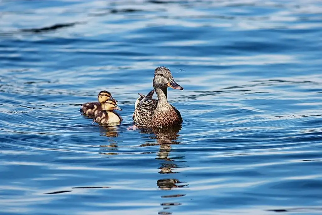 duck duc k go duck duc k go