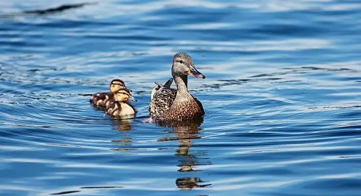 is duckduckgo private is duckduckgo private