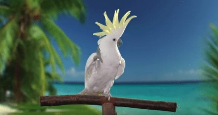 dancing cockatoo