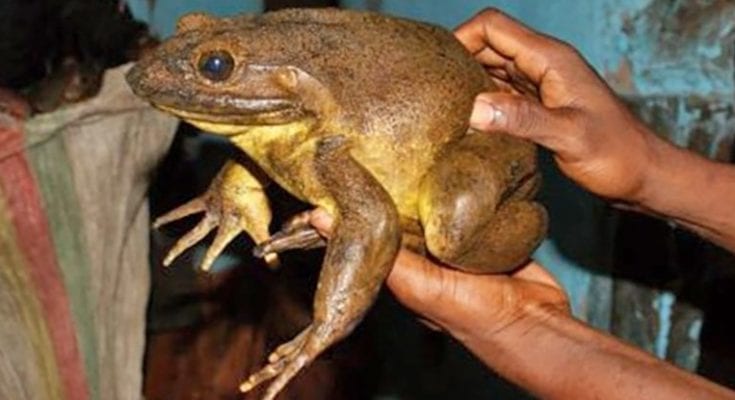 interesting facts about frogs