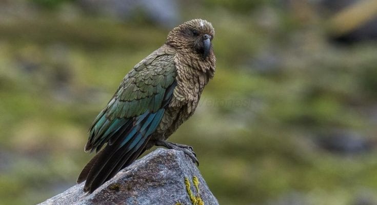interesting facts about parrots