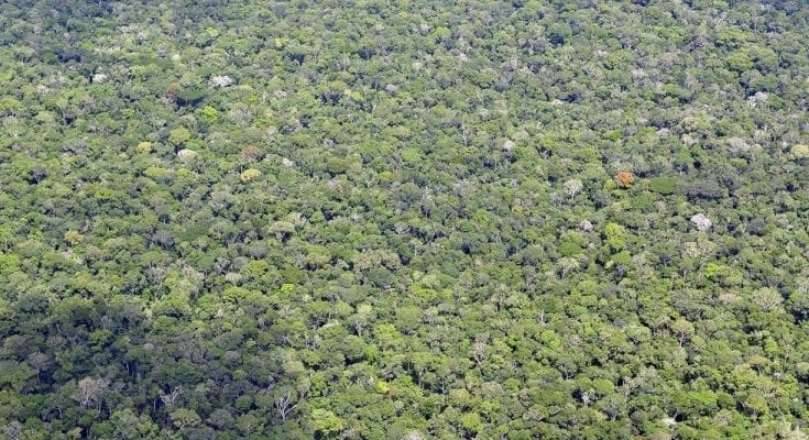 Facts About the Amazon rainforest That'll Blow Your Mind