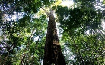 tallest tree in the amazon