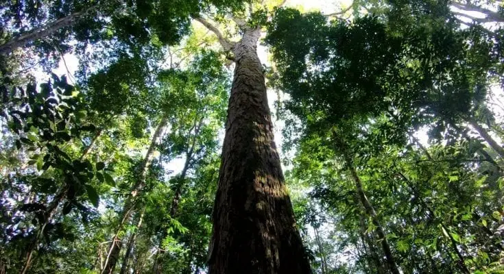 tallest tree in the amazon