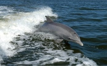 interesting facts about dolphins