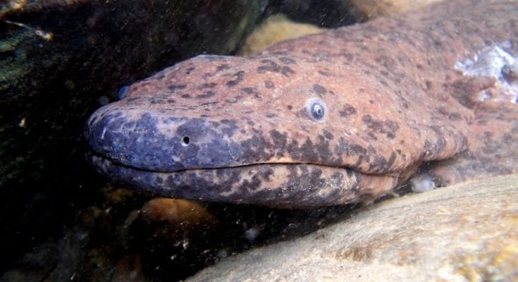 interesting facts about giant salamanders