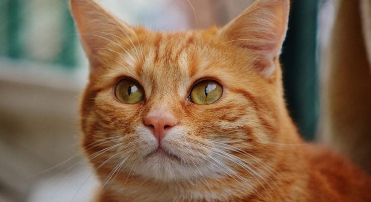 interesting facts about cats