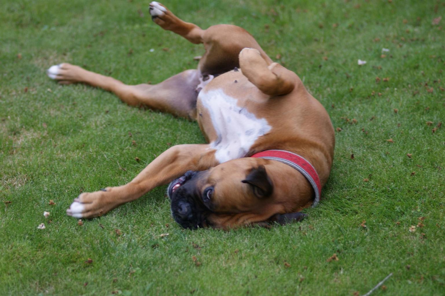interesting facts about dogs
