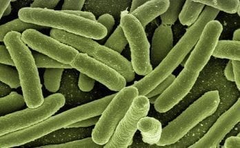 bacteria eating plastic
