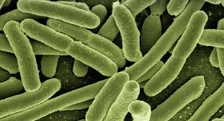 bacteria eating plastic