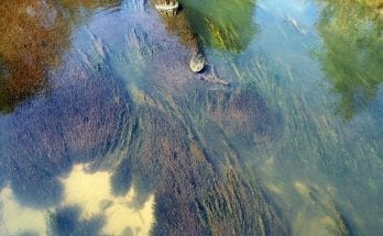 facts about algae shoes