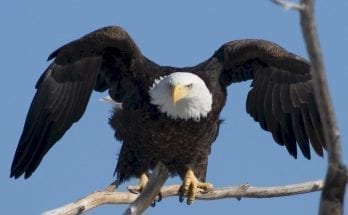 bald eagle facts