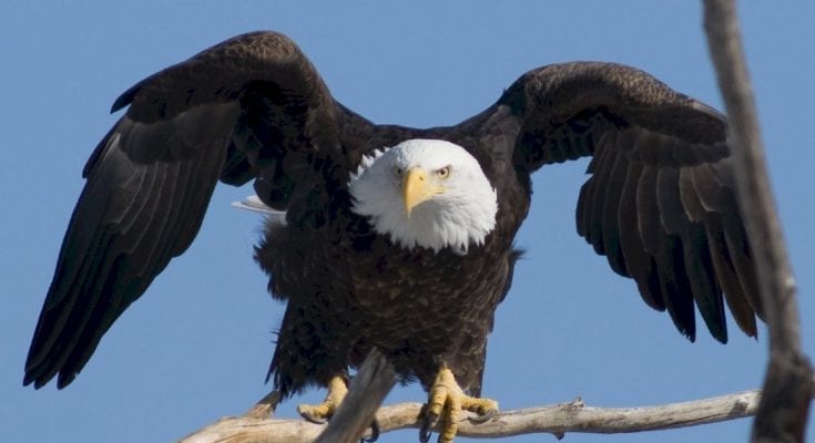 bald eagle facts