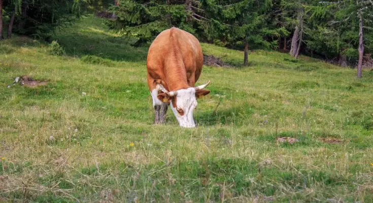 cows with vr headsets