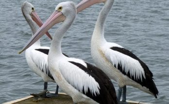 pelican facts