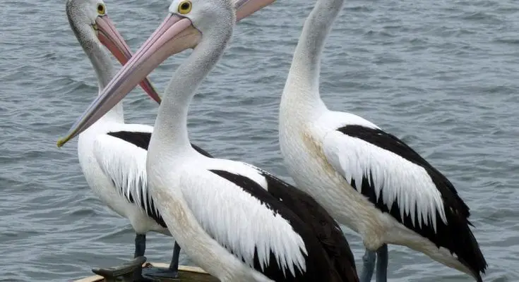 pelican facts