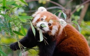 interesting facts about red panda