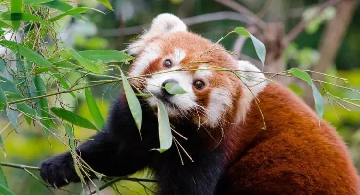 interesting facts about red panda