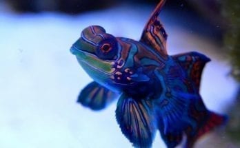 mandarinfish facts