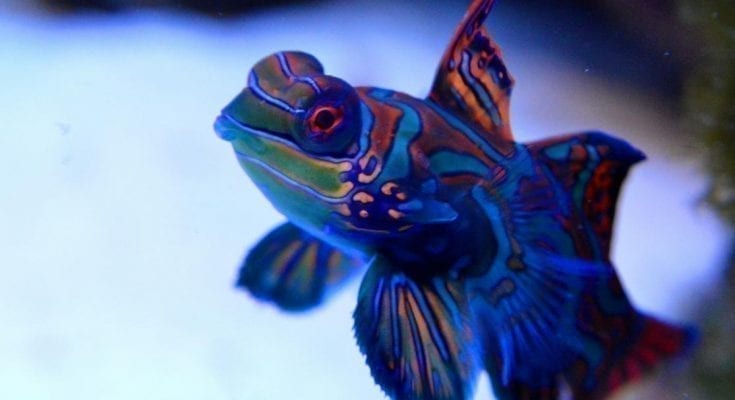 mandarinfish facts