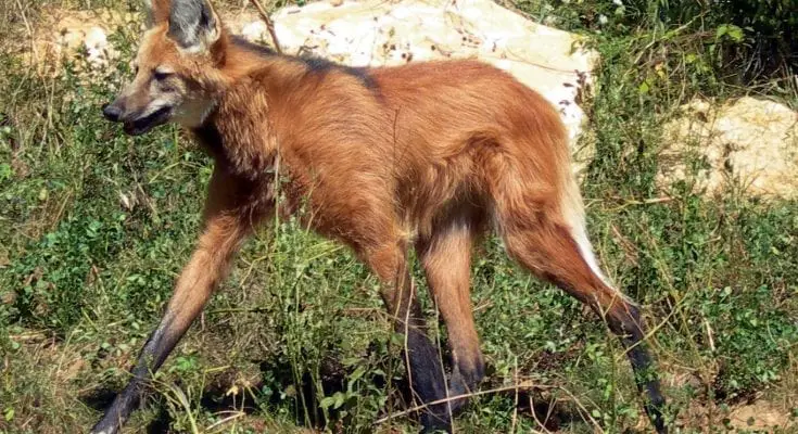 maned wolf facts